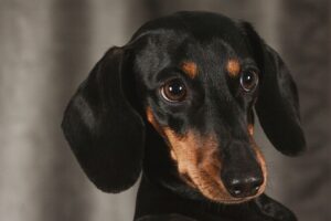 Qualzucht bei Hunden: Schwarzer Dackel