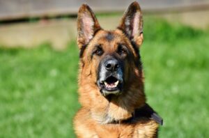 Qualzucht bei Hunden: Deutscher Schäferhund