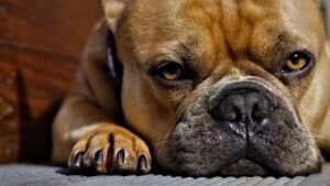 Qualzucht bei Hunden: Französische Bulldogge