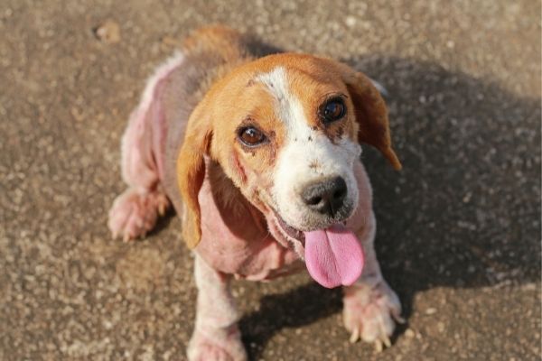 Symptome von Räude beim Hund