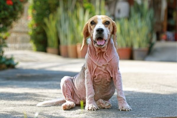 Ursachen von Räude beim Hund