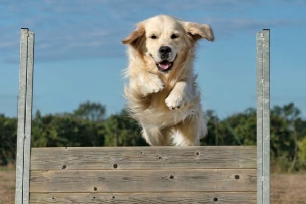 Hund im Sprung