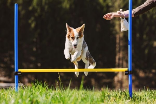 Rally Obedience Parcours