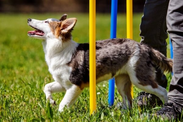 Rally Obedience: Hund durchläuft Slalom Parcours