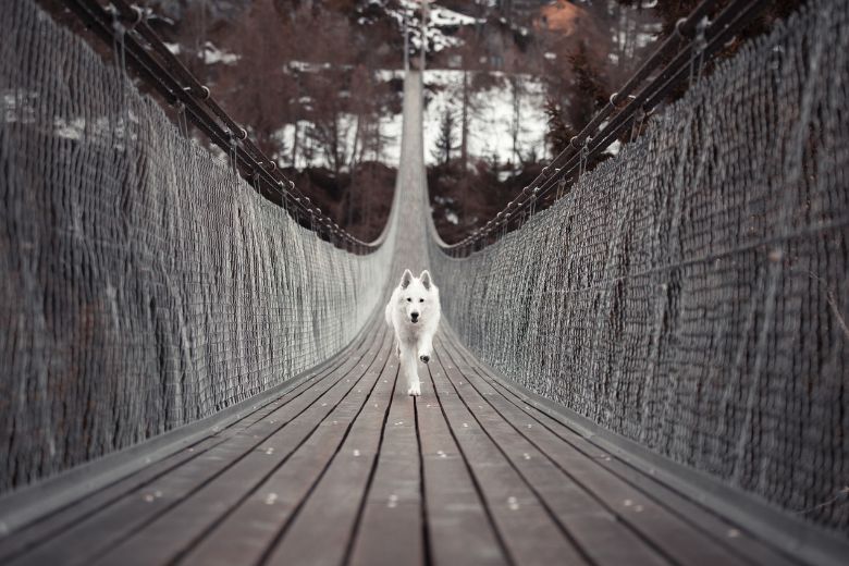Regenbogenbrücke für Hunde: Hund läuft über eine Hängebrücke