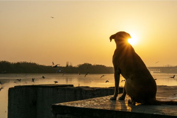 Regenbogenbrücke für Hunde: Hund schaut sich einen Sonnenaufgang an.