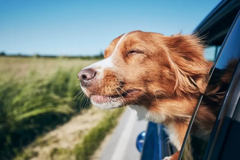Reiseapotheke: Hund streckt Kopf aus dem Auto