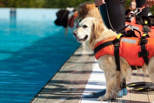 Rettungshunde stehen am Wasser