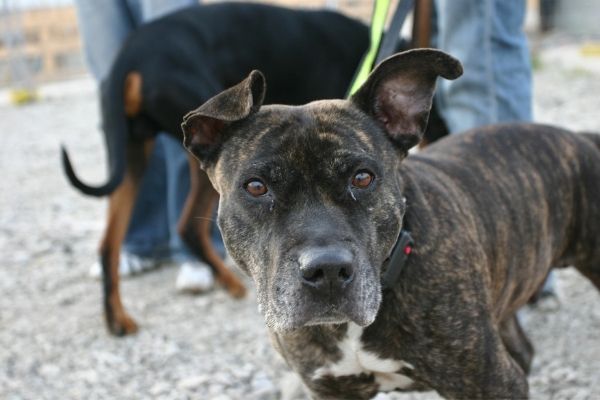 Disziplinen im Rettungshundesport: Hund an der Leine