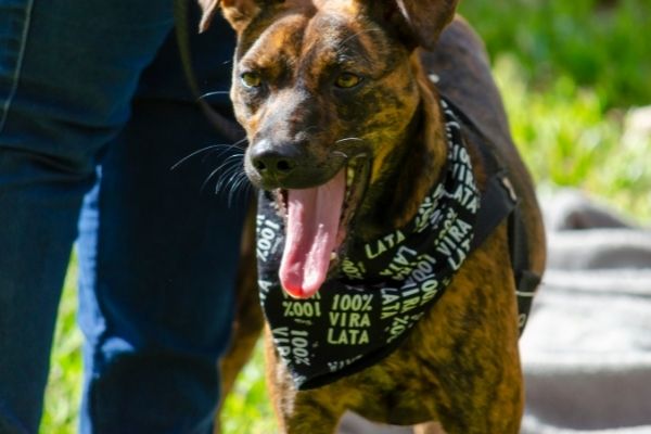 Grundkommandos im Rettungshundesport: Hund mit Halstuch an der Leine