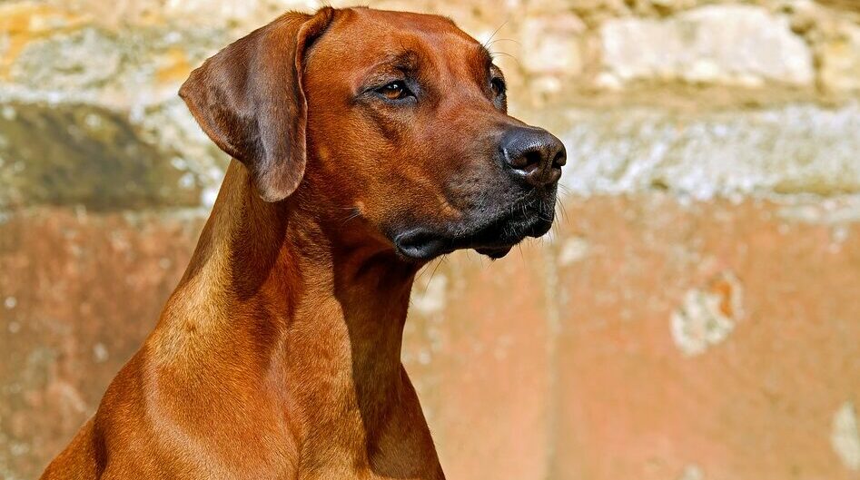 Rhodesian Ridgeback vor Mauer