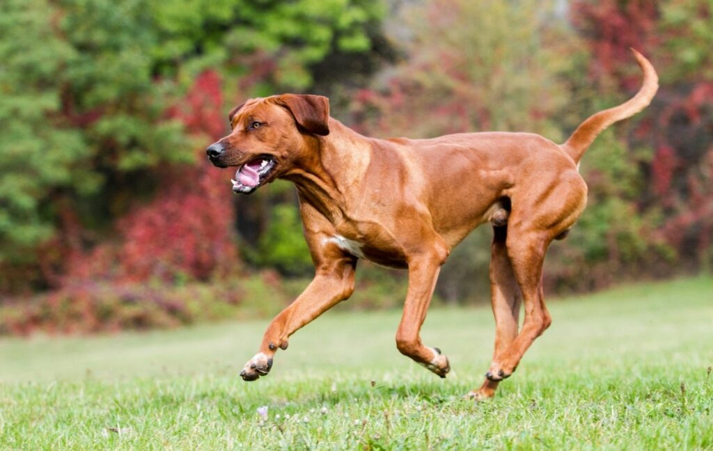 Rhodesian Ridgeback im Auslauf