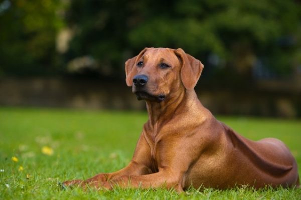 Rhodesian Ridgeback in der Natur