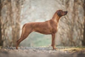 Rhodesian Ridgeback von der Seite