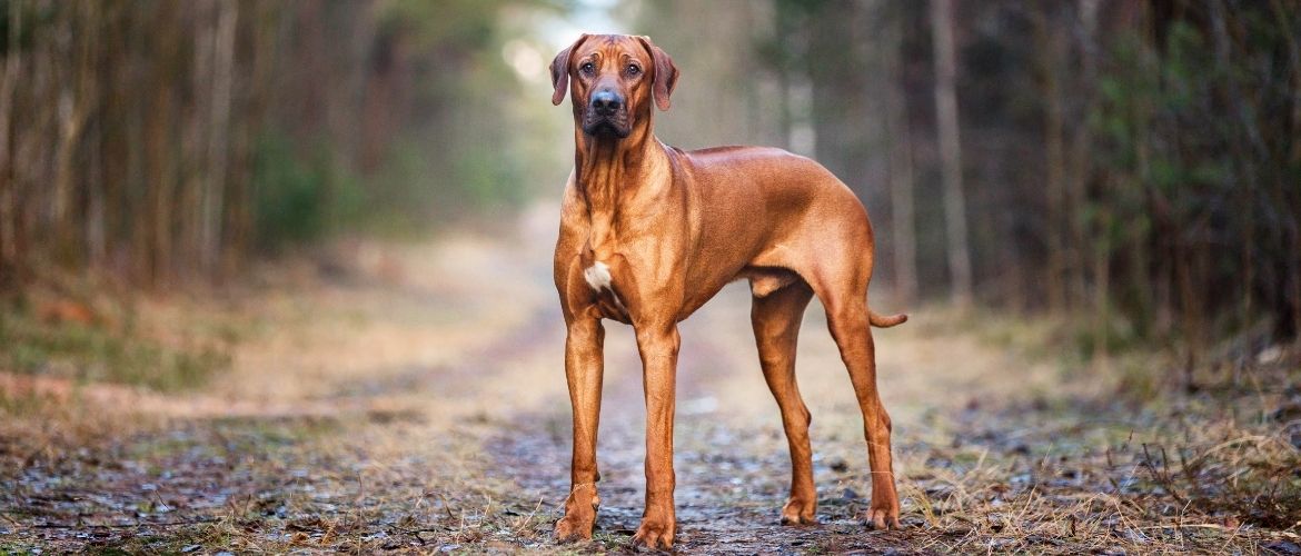 Rhodesian Ridgeback von vorne