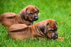 Rhodesian Ridgeback Welpe