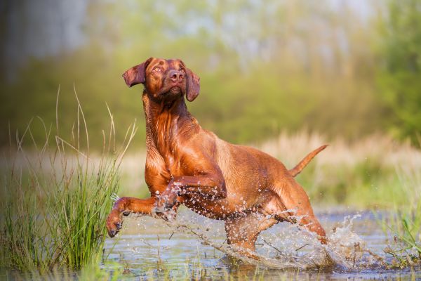 Rhodesian Ridgeback springt im wasser