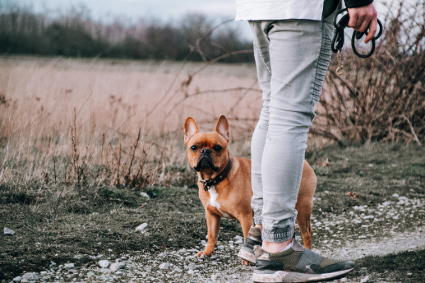 Gassi gehen: Hund in der Natur