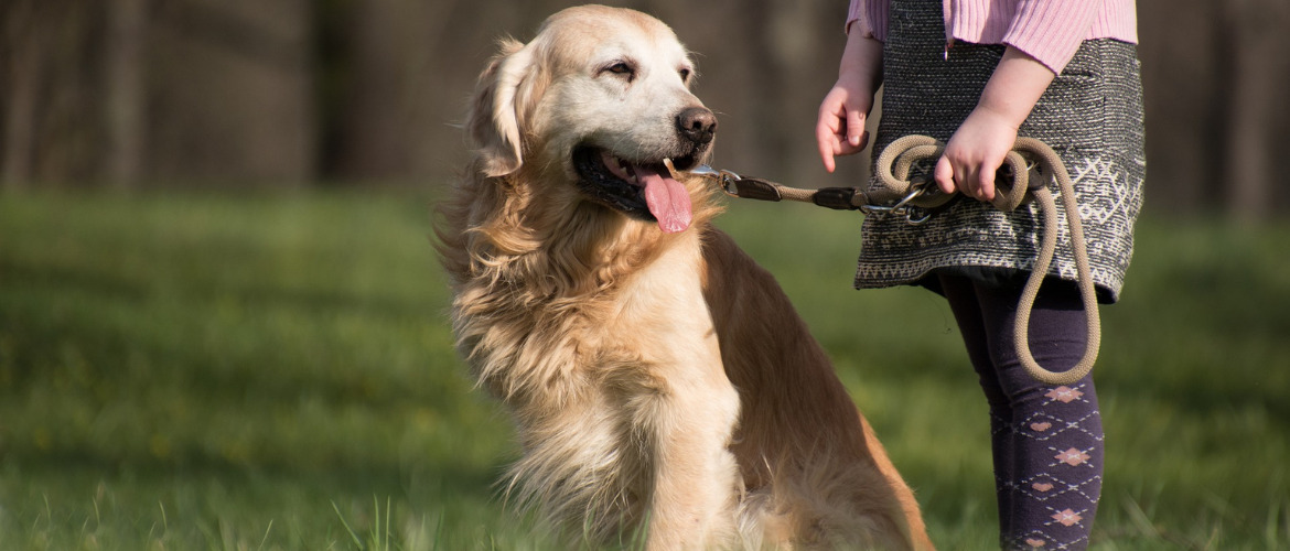 Gassi Gehen Auslauf Pflichten Erziehung Edogs Magazin