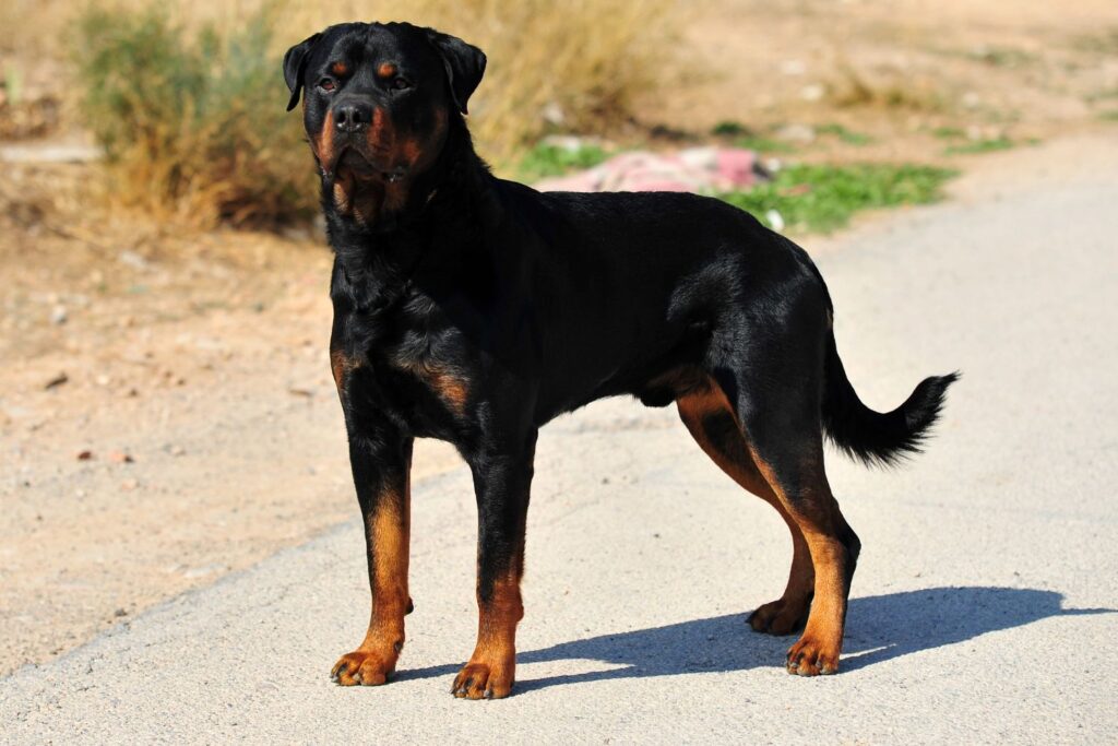 Rottweiler: Hund steht auf einer Straße.