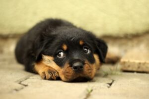 Rottweiler Welpe liegt auf den Steinen