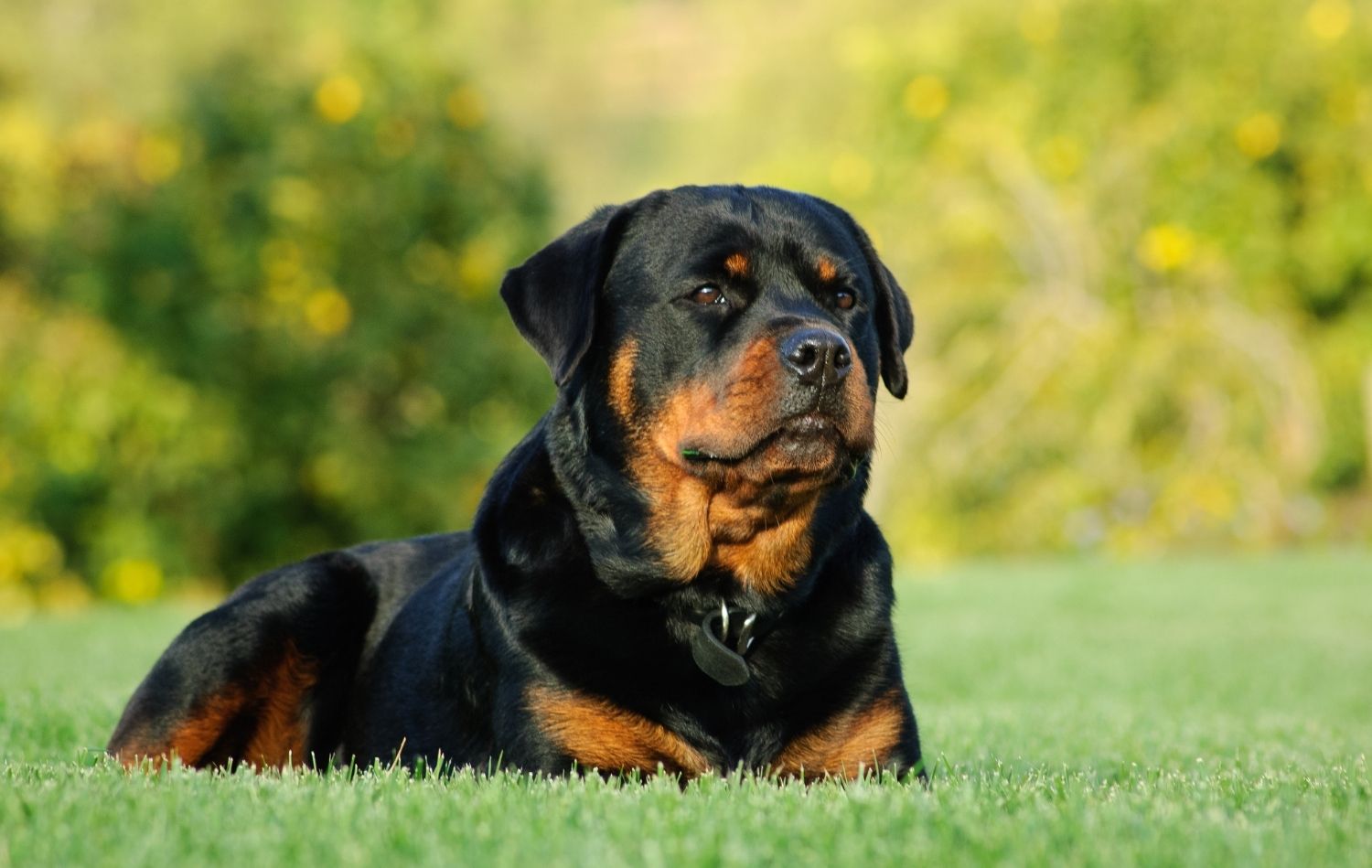 Rottweiler auf dem Rasen