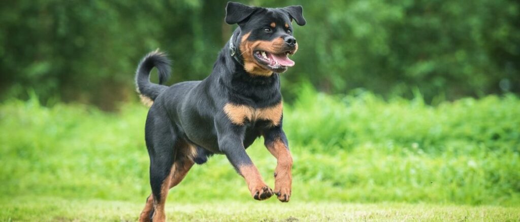 Blindenhunde: Ausbildung, Kosten und geeigneten Rassen