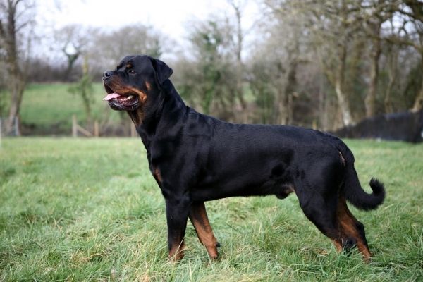 Rottweiler von der Seite