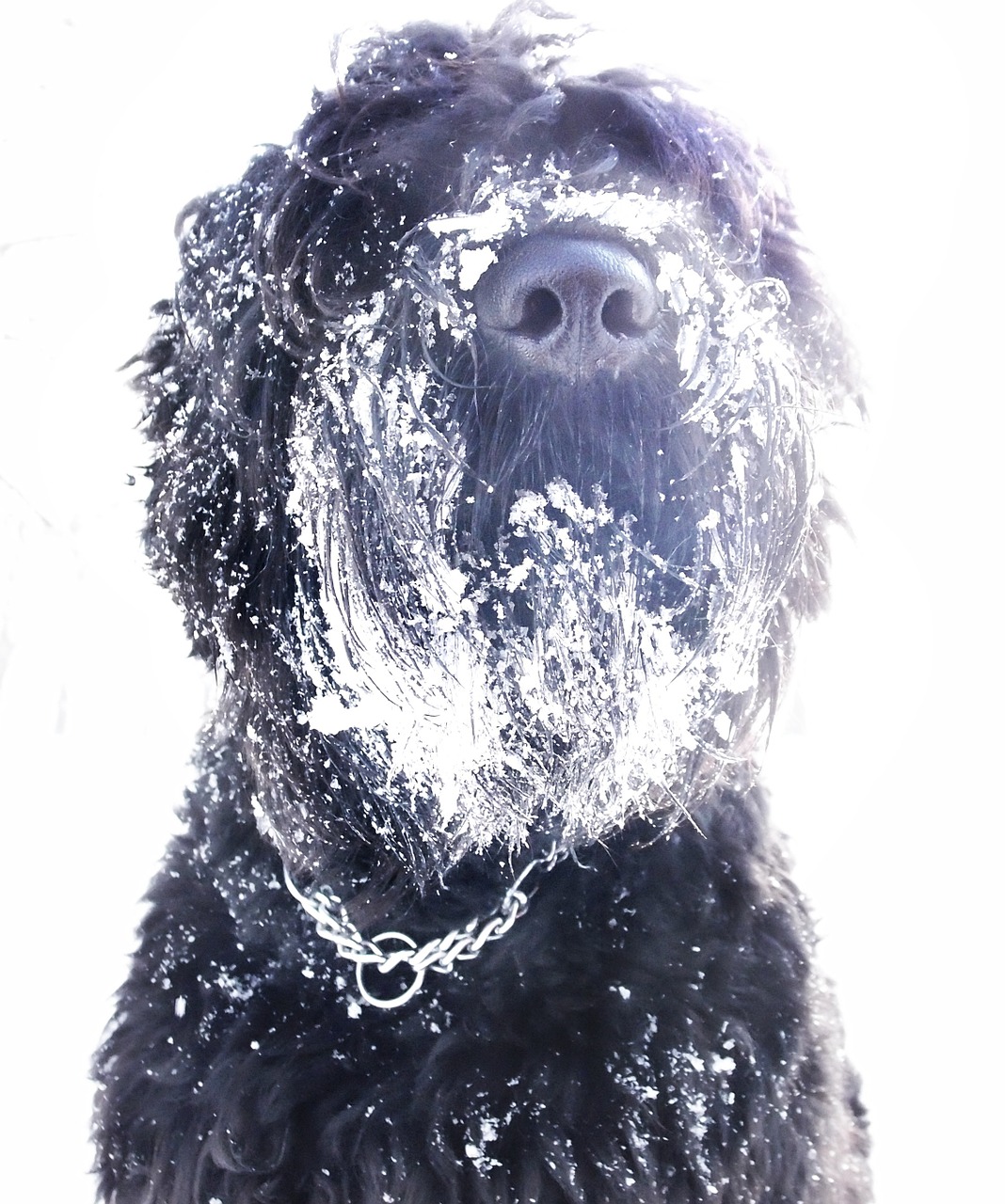 Schwarzer Russischer Terrier
