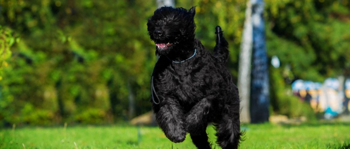 Russischer Schwarzer Terrier beim Auslauf