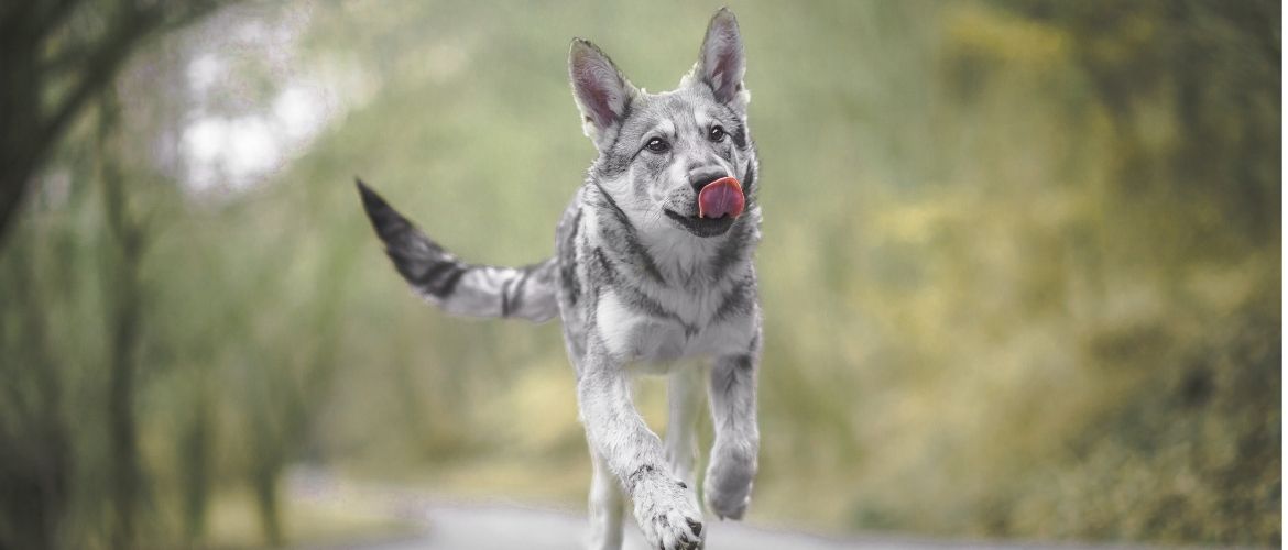 Saarloos Wolfhond Auslauf