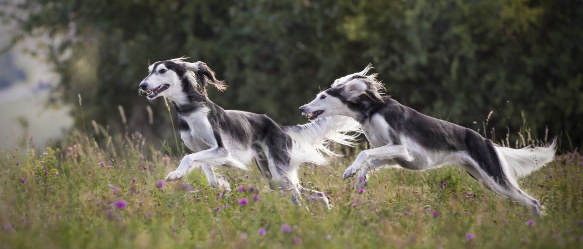 Saluki im Auslauf