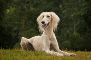 Saluki im Liegen