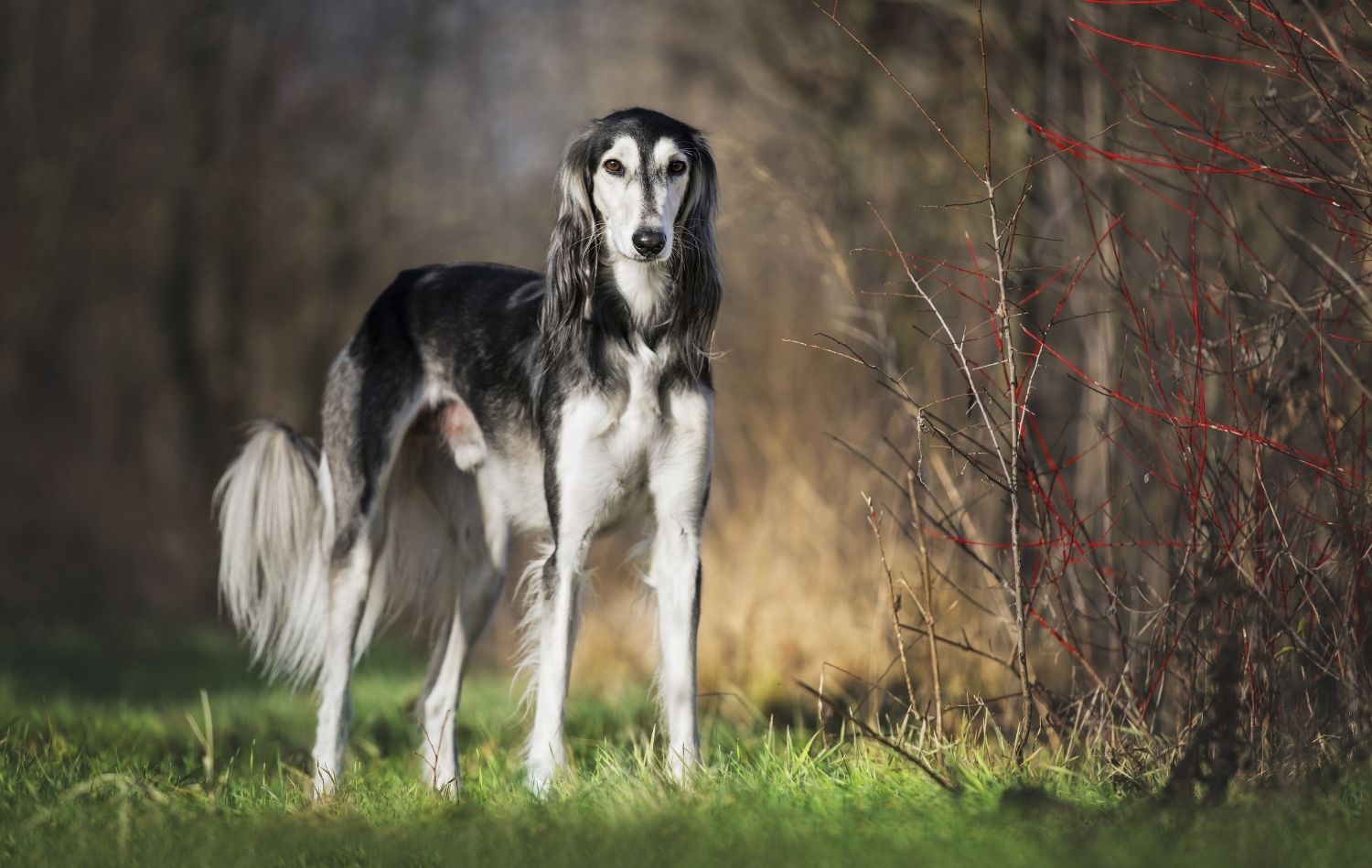 Saluki im Portrait