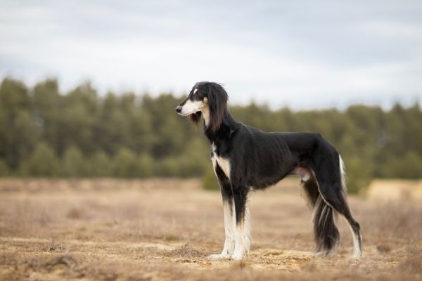 Saluki von der Seite