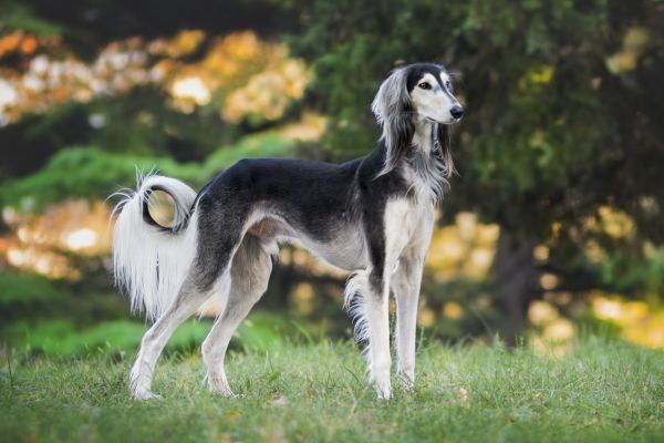 Saluki: Hund steht in der Natur und schaut aufmerksam in die Ferne.