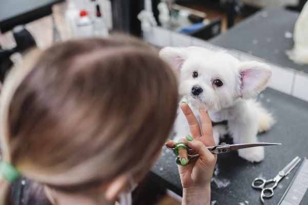 Scheren Hund: Fellnase wird geschoren