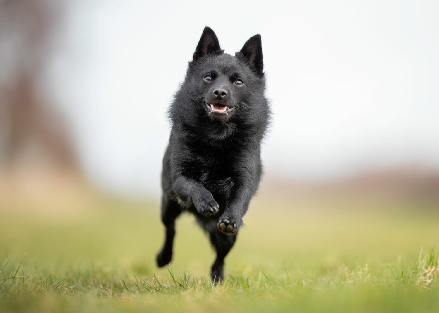 Der aktive Hund braucht einen Halter mit einem ebenso aktiven Lebensstil