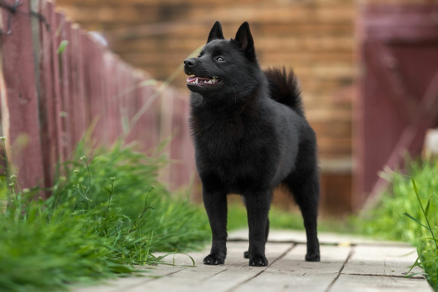 Der Schipperke hat mittellanges, dunkles Fell