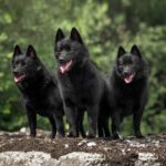 Schipperkes in der Naturq