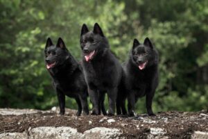 Schipperkes in der Naturq