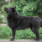 Schipperke von der Seite