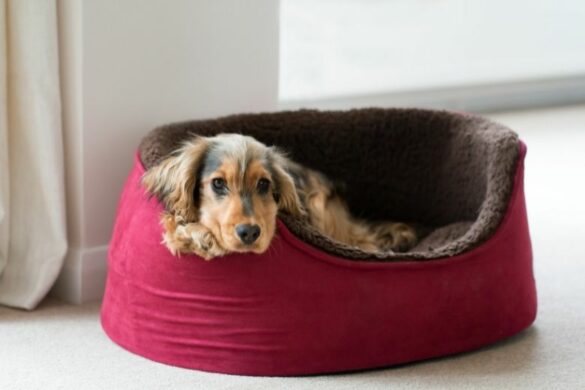 Welpen Erstausstattung Die ultimative Checkliste edogs Magazin
