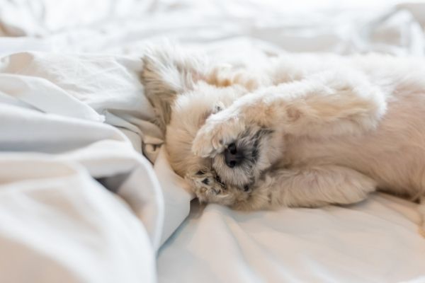 Schlafplatz Hund: Hund liegt auf Bett