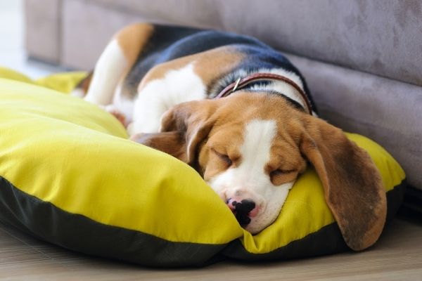 Hund schlafplatz - Der absolute Gewinner unserer Tester