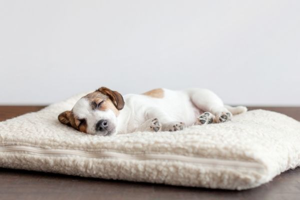 Schlafplatz Hund: Hund schläft auf Hundebett