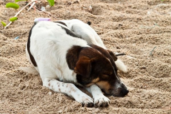 Bauchschläfer als Schlafposition beim Hund