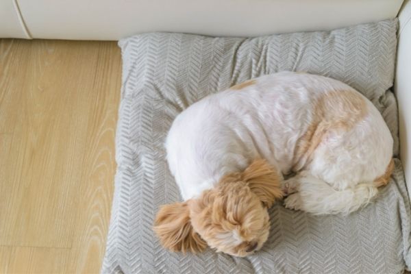 Donut als Schlafposition beim Hund