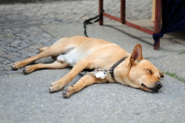 Seitenschläfer als Schlafposition beim Hund
