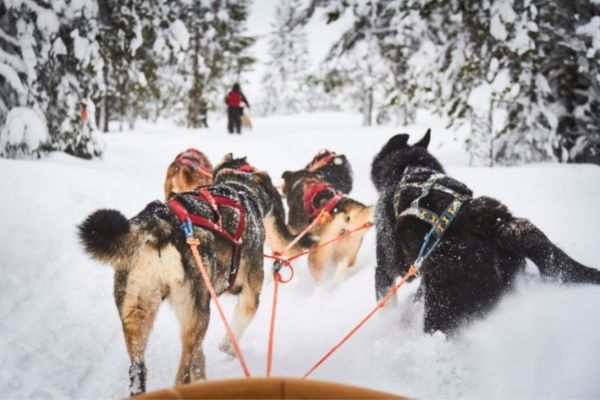 Schlittenhunde von hinten im Lauf